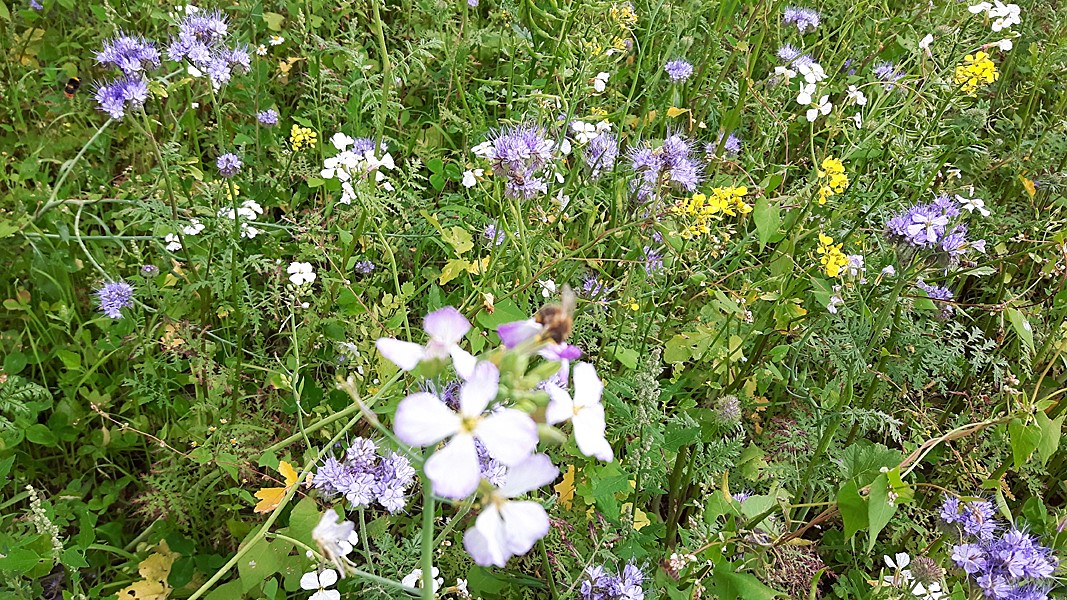 Blütenmix und Bienenweide. Foto: &copy; Frank Kiesfeld