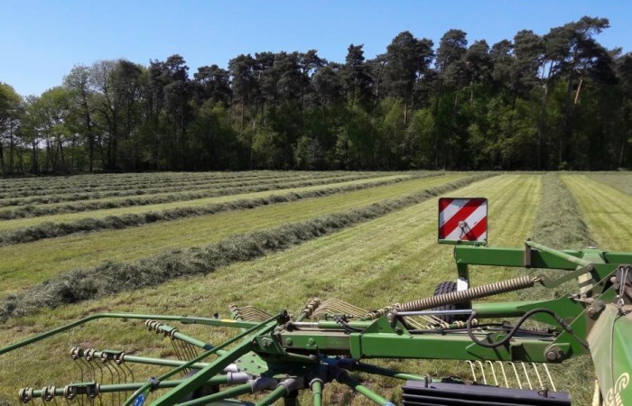 Das Gras wird geschwadet